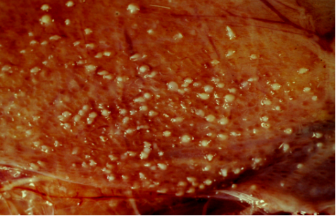 1648101011959489.png 濃縮魚肝油粉2.png