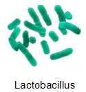 1649212107286478.png 乳酸寶.png